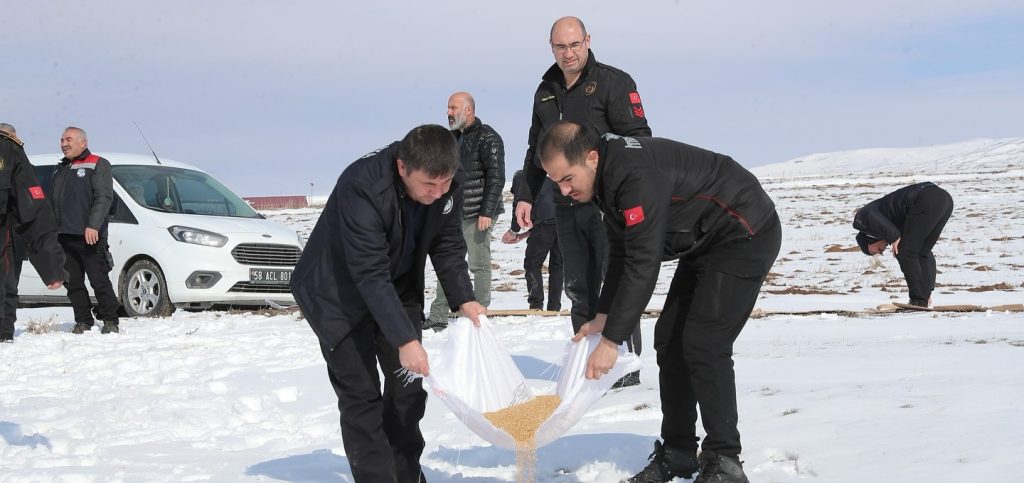 Sivas Belediyesinden Kış Aylarına Özel Yaban Hayvanlarına Yem Bırakıldı-radyobora